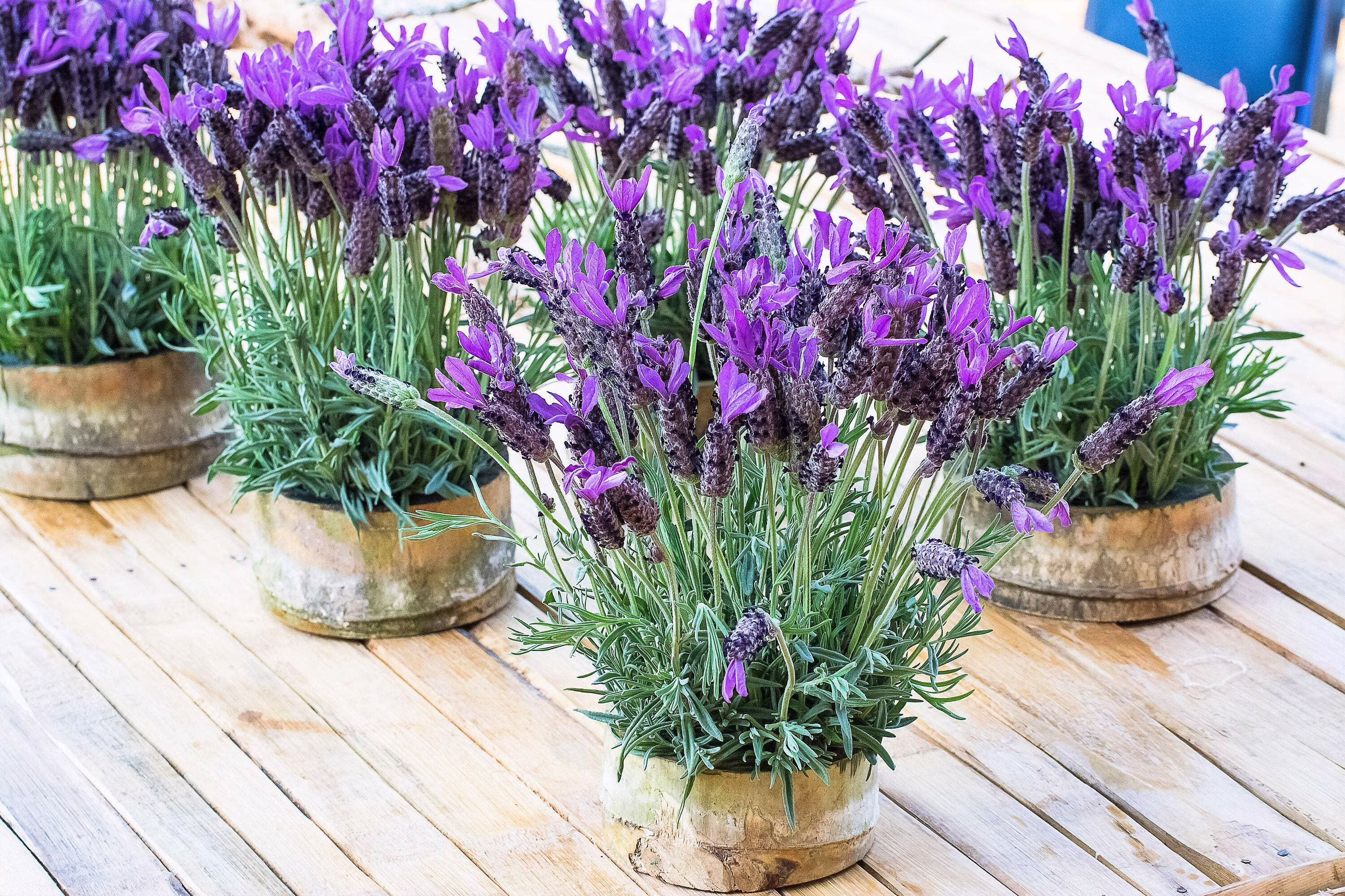 100 FRENCH LAVENDER aka Butterfly Lavender, Spanish, Topped Lavandula Stoechas Fragrant Blue Purple Flower Herb Seeds