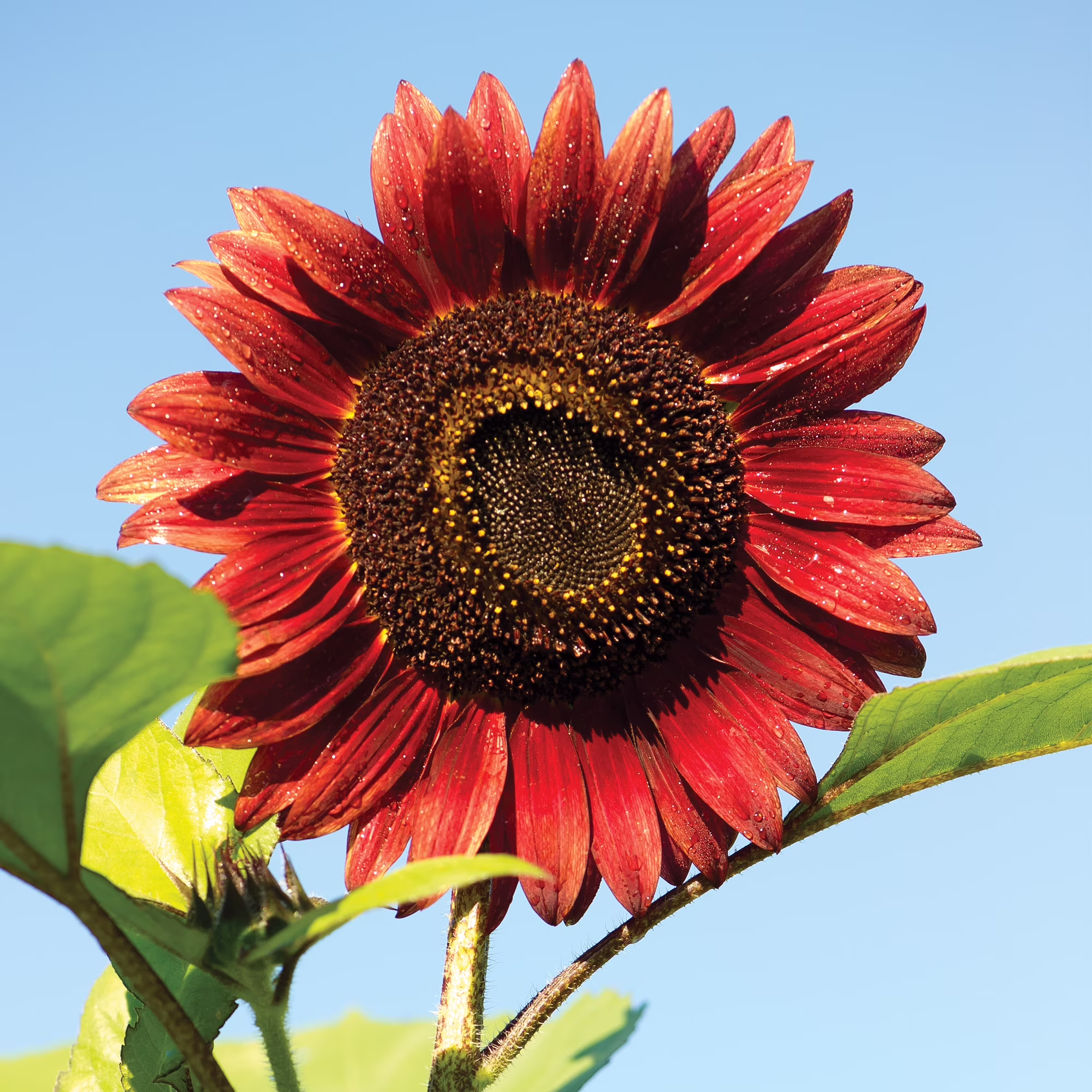 Burpee Chianti Hybrid Sunflower Flower Seeds, Stunning Wine-Red Velvet Petals Flecked with Gold