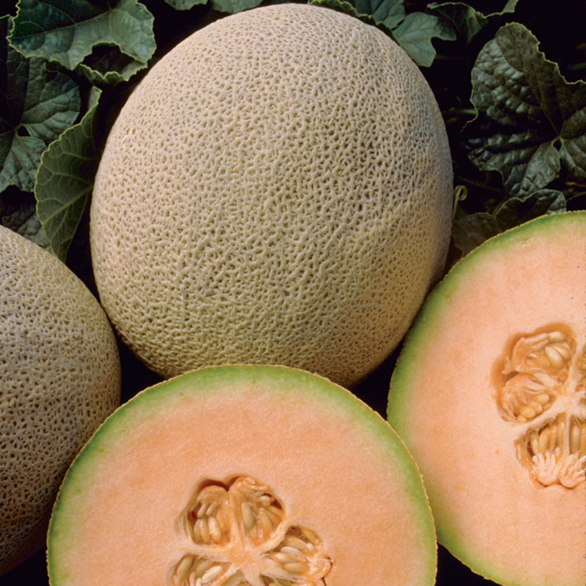 Burpee Honey Rock Cantaloupe Seed, Annual Fruit Seed, Full Sun
