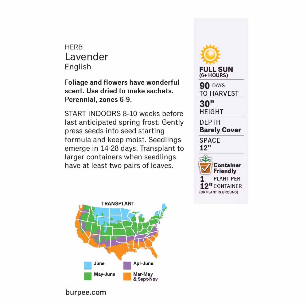 Burpee English Lavender Herb Seed, 1-Pack