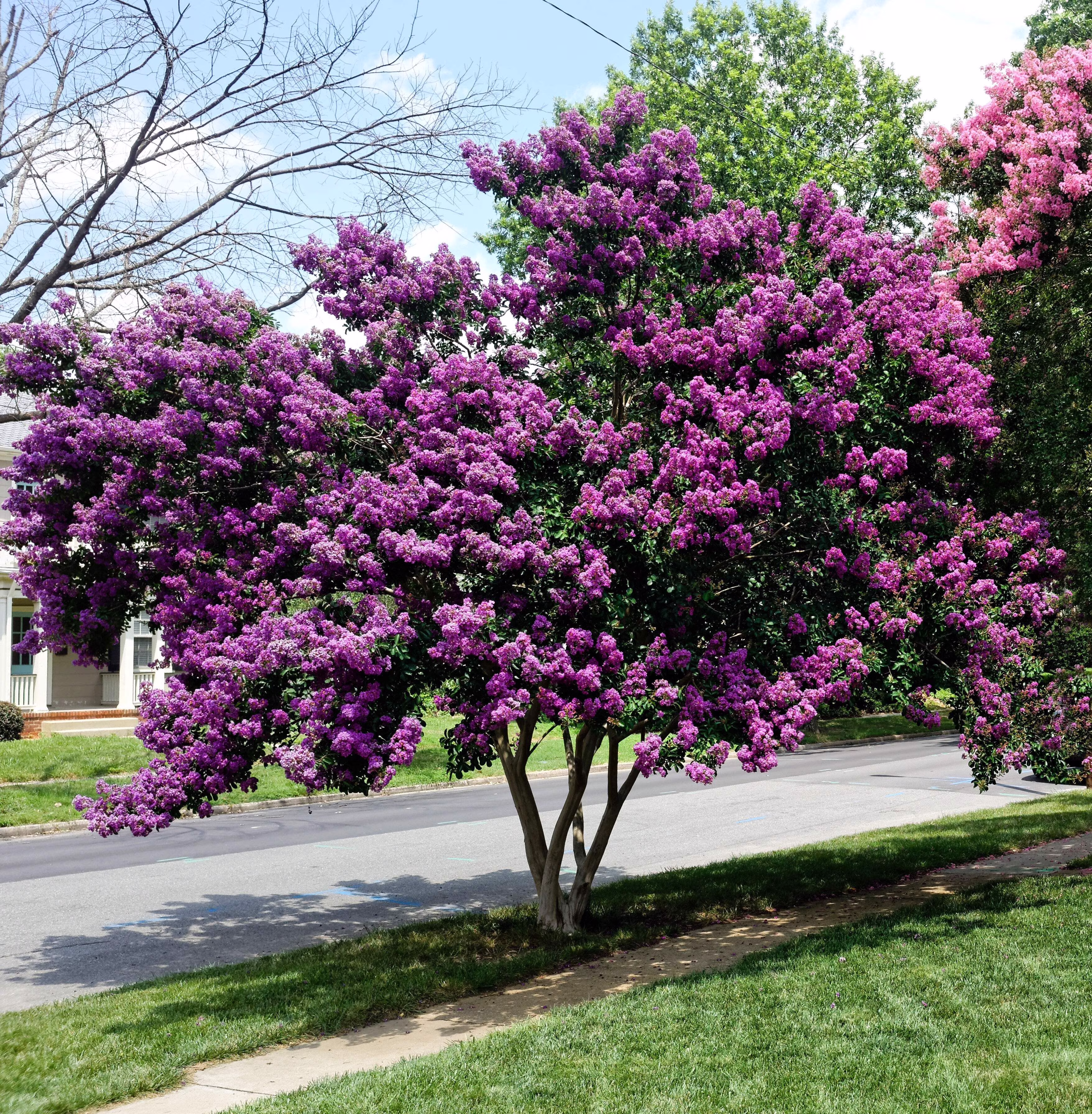 35 PURPLE CREPE MYRTLE Lagerstroemia Indica Flowering Shrub Bush Small Tree Seeds