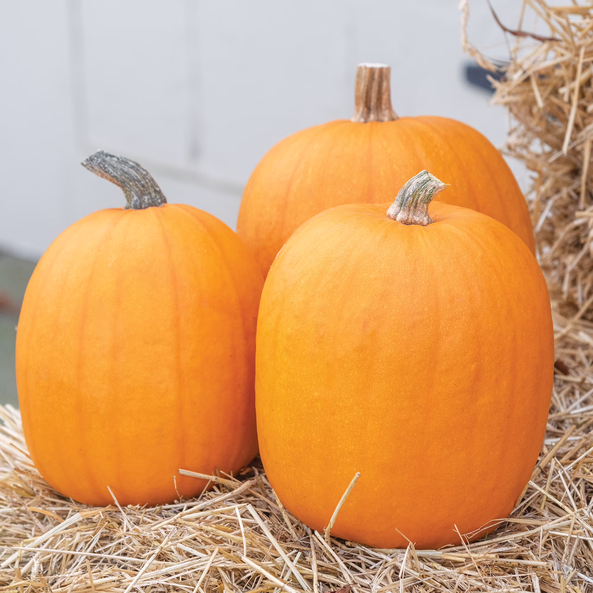 Burpee Jack-o'-lantern Pumpkin Annual Vegetable Seed, 1-Pack, Full Sun