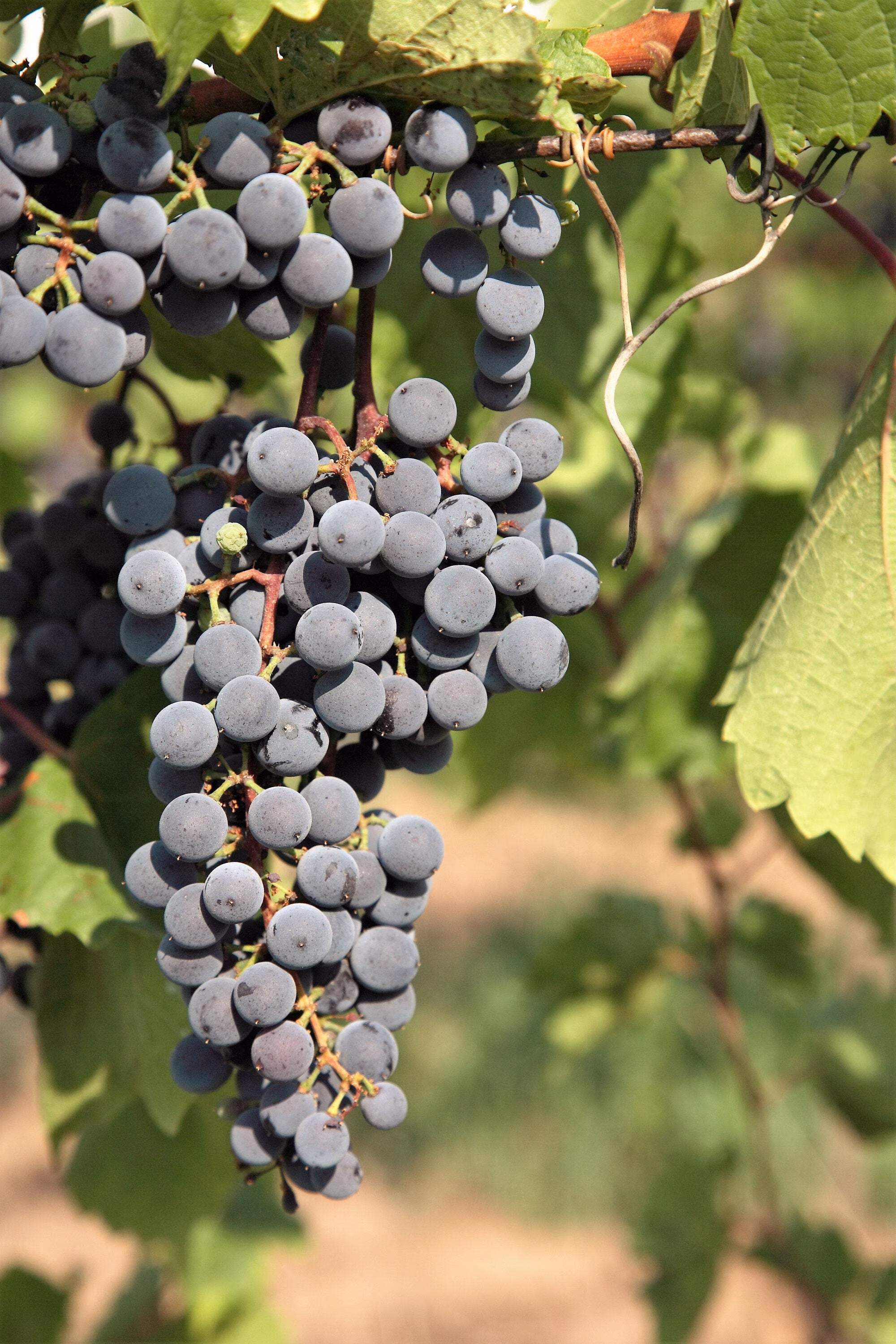 10 * Seeds Purple CONCORD GRAPE Fruit Vine Vitis Labrusca White Flower Seeds