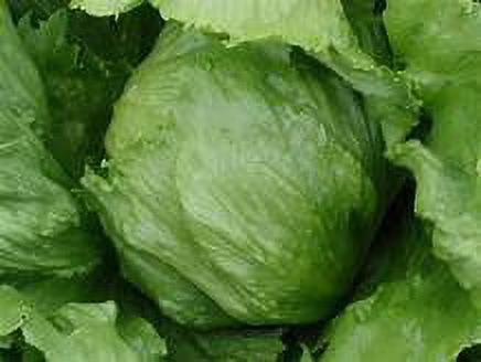 SCARBOROUGH SEEDS Iceberg Lettuce 1000 Seeds NON-GMO
