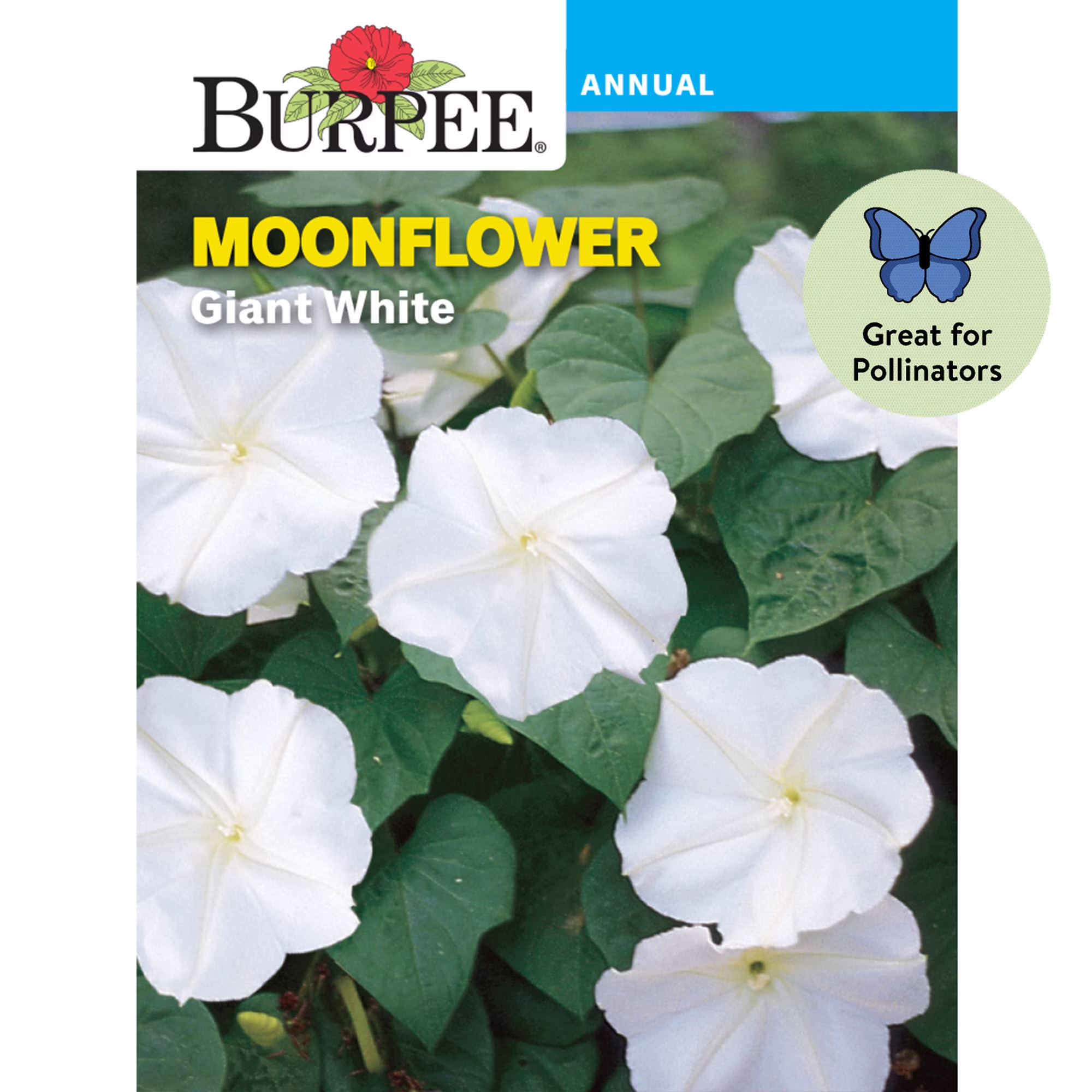 Burpee Giant White Moonflower Flower Seed, 1-Pack