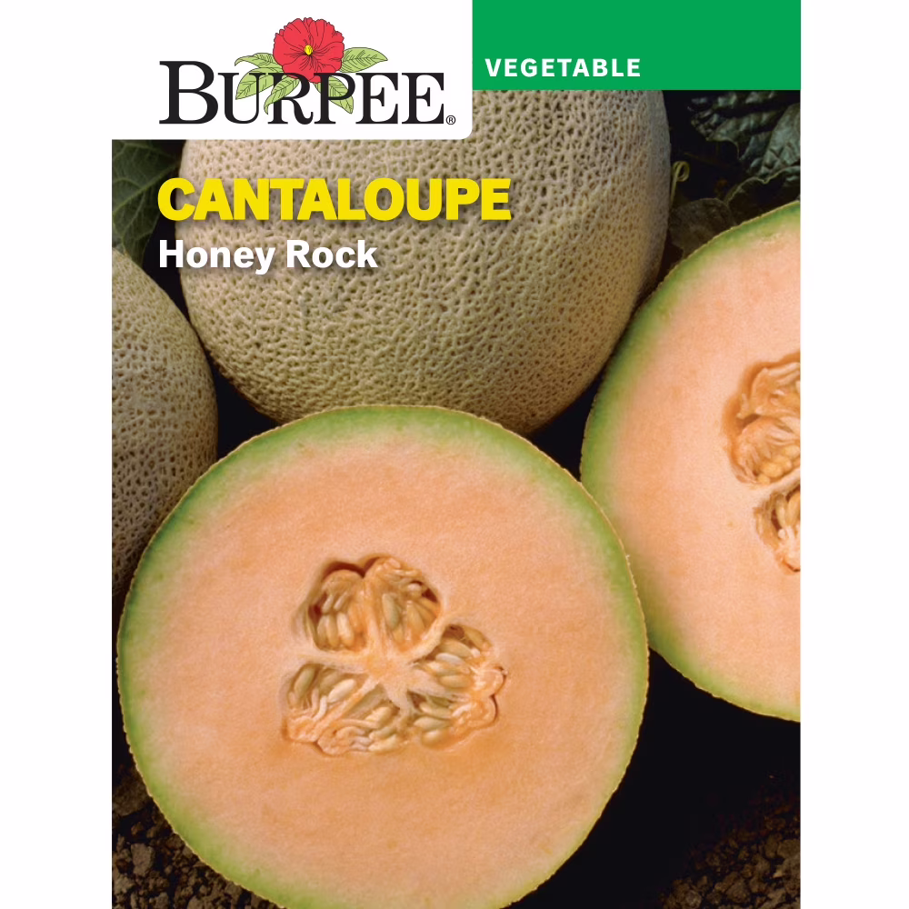 Burpee Honey Rock Cantaloupe Seed, Annual Fruit Seed, Full Sun