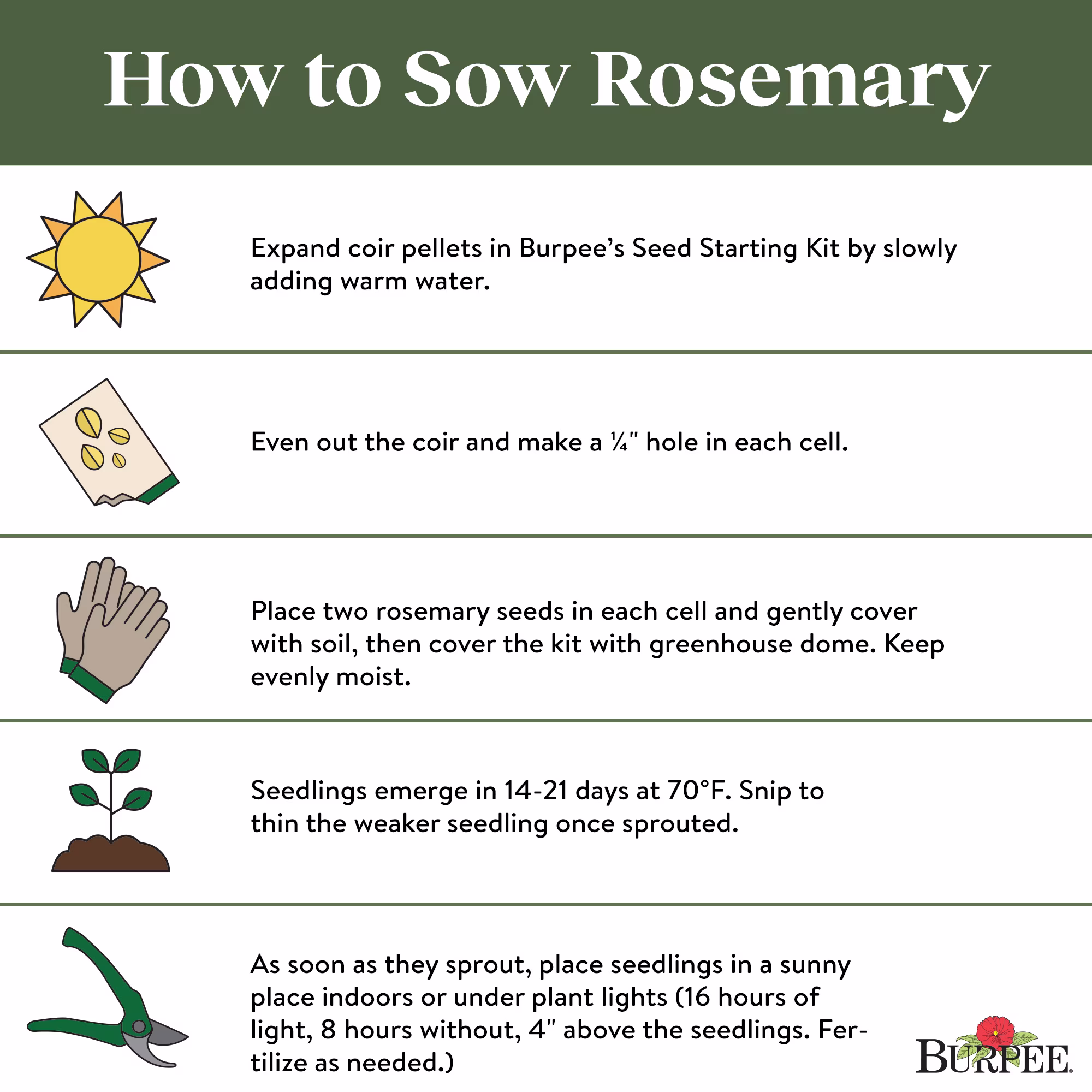 Burpee-Rosemary Seed Packet
