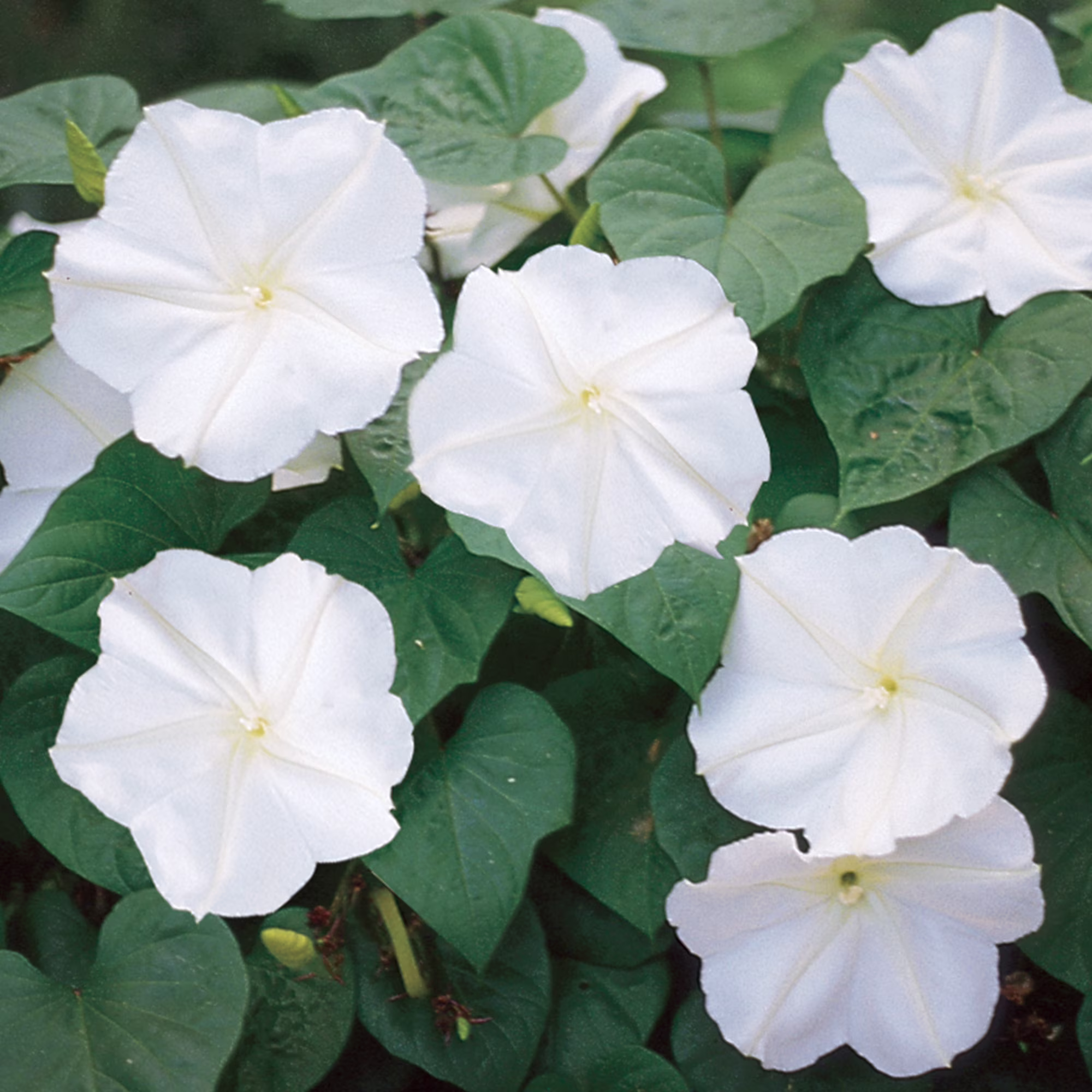 Burpee Giant White Moonflower Flower Seed, 1-Pack