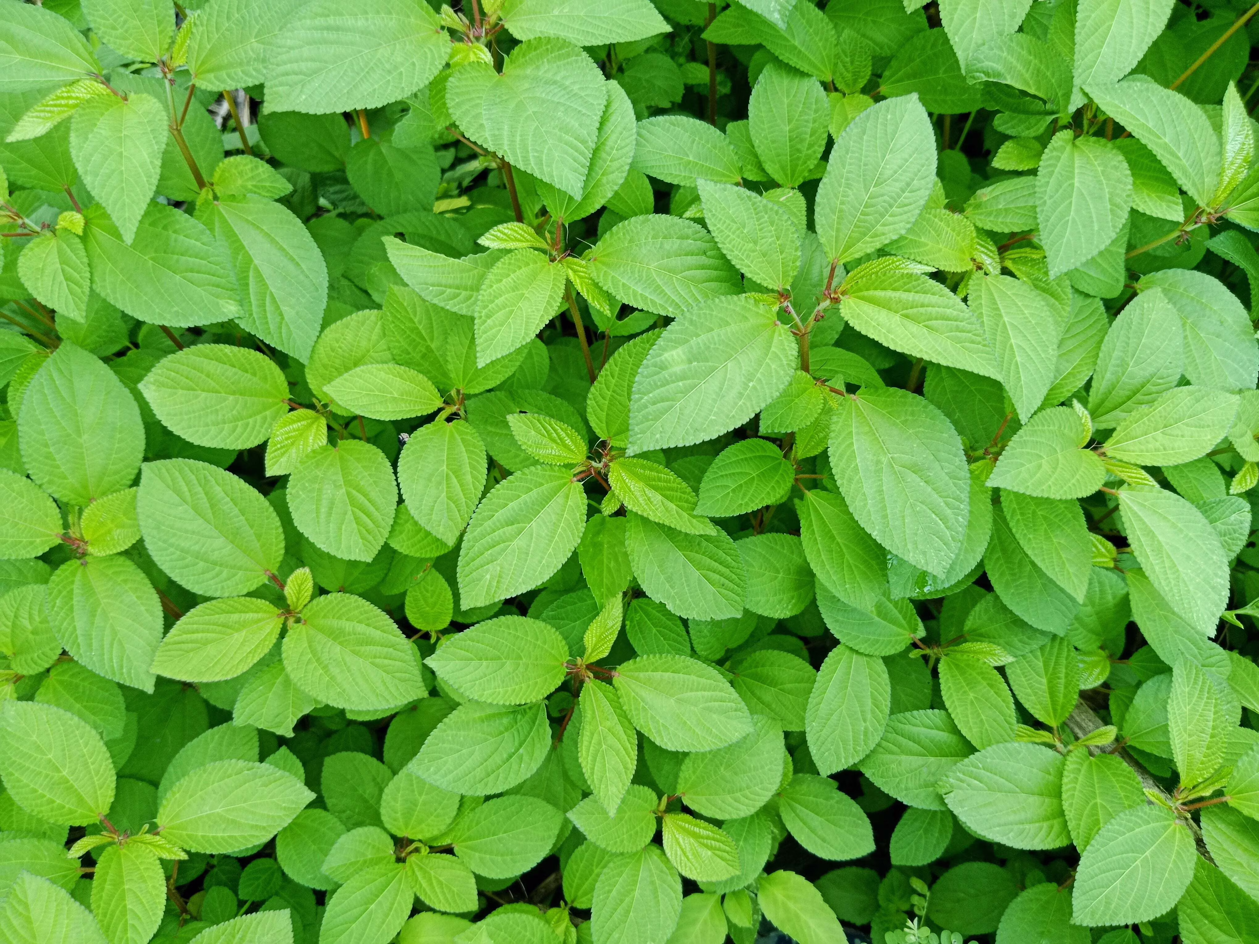 100 Seeds TOSSA JUTE Mallow Corchorus Olitorius African Sorrel Bush Okra Twine Vegetable Seeds