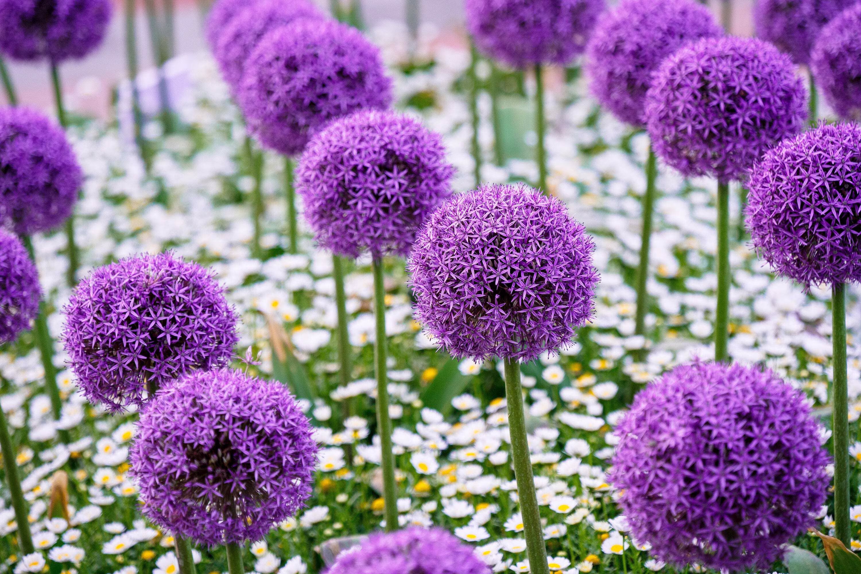 25 Seeds GIANT ALLIUM Allium Giganteum Purple Globe Flower Seeds