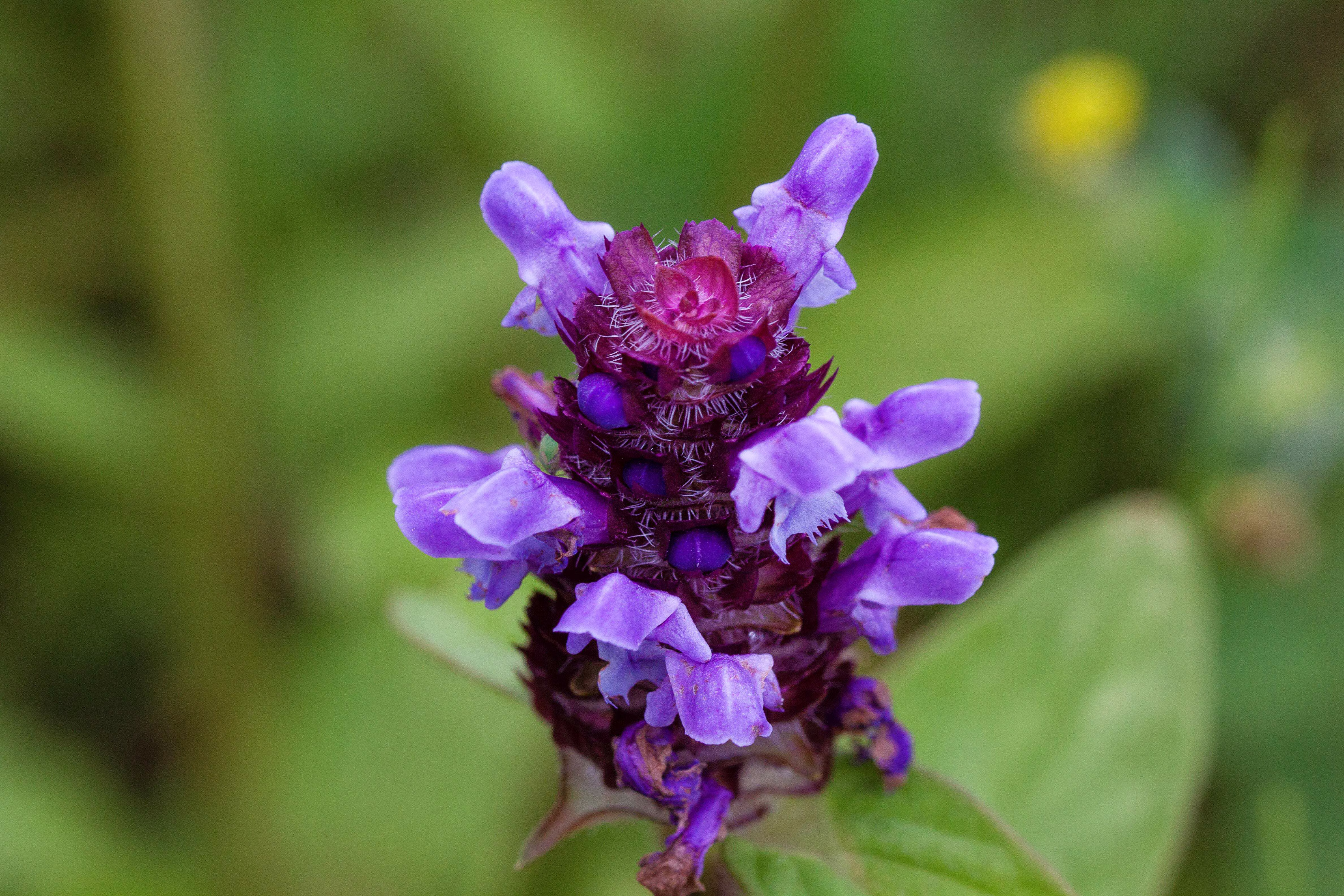 Seedville 100 Prunella Vulgaris Purple Herb Flower Seeds