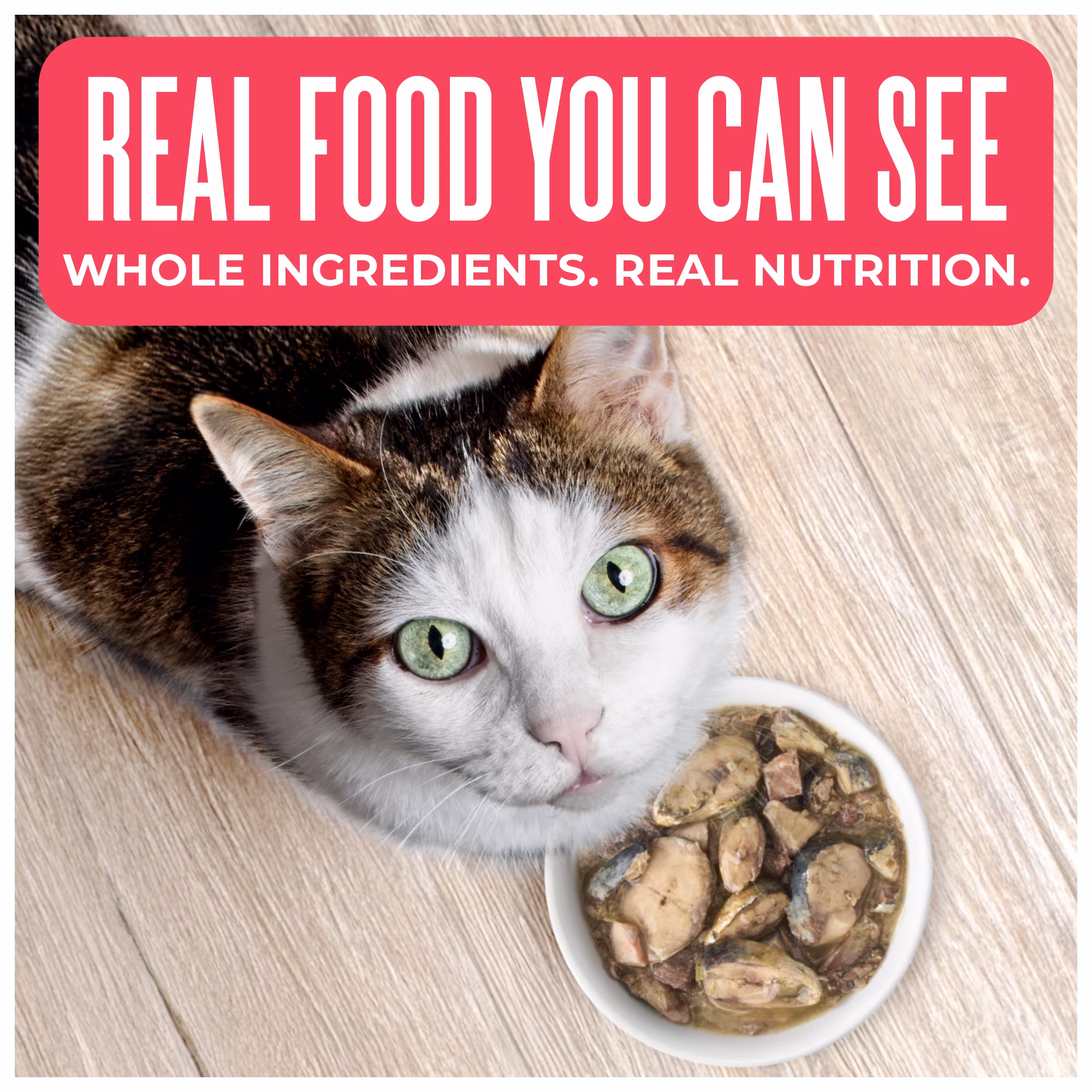 Tiki Cat Born Carnivore Wet Cat Food, Sardine Cutlets & Mackerel Recipe in Broth, 2.4 oz. Can